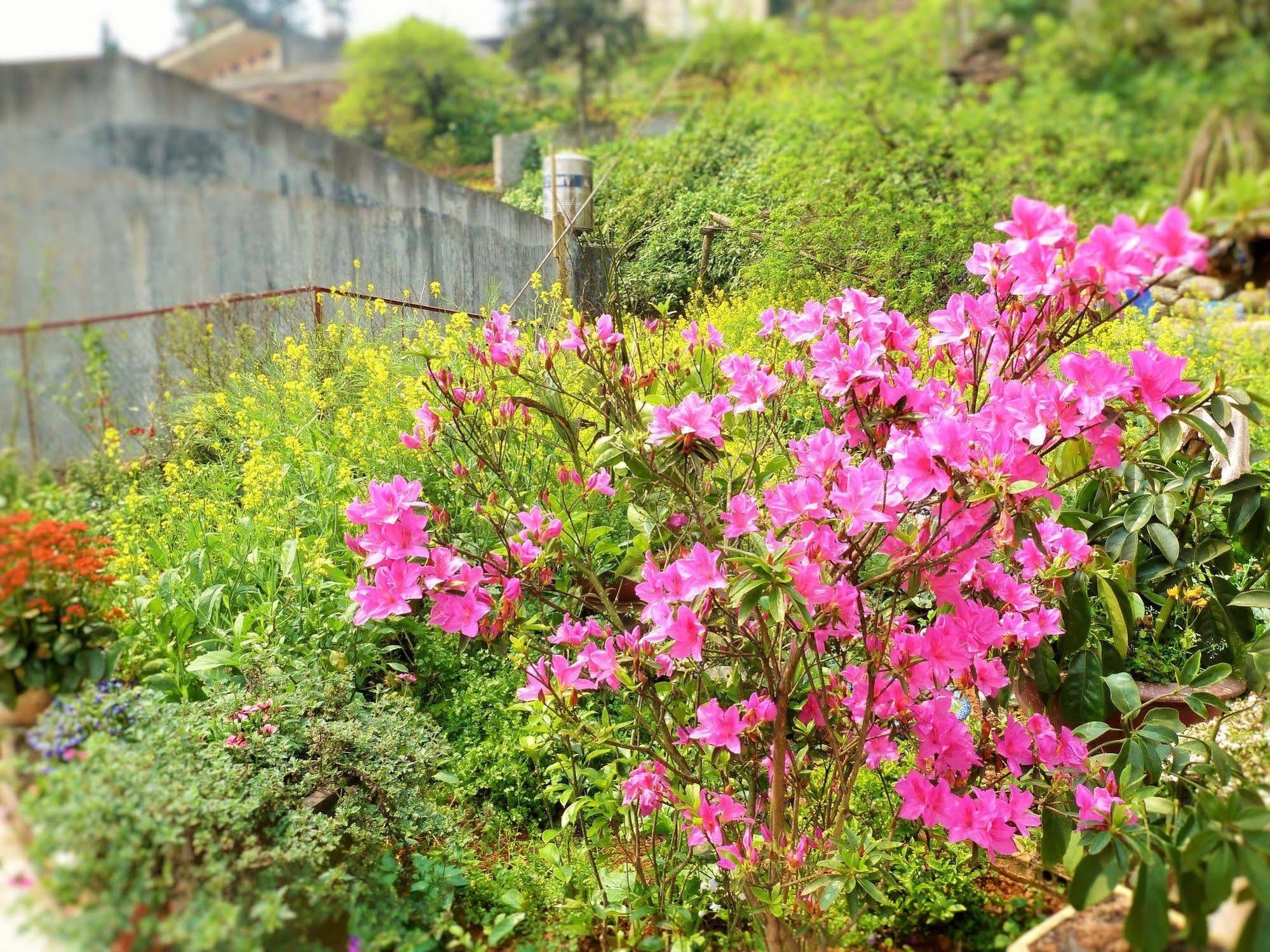 Sapa Local House Bed and Breakfast Exteriör bild